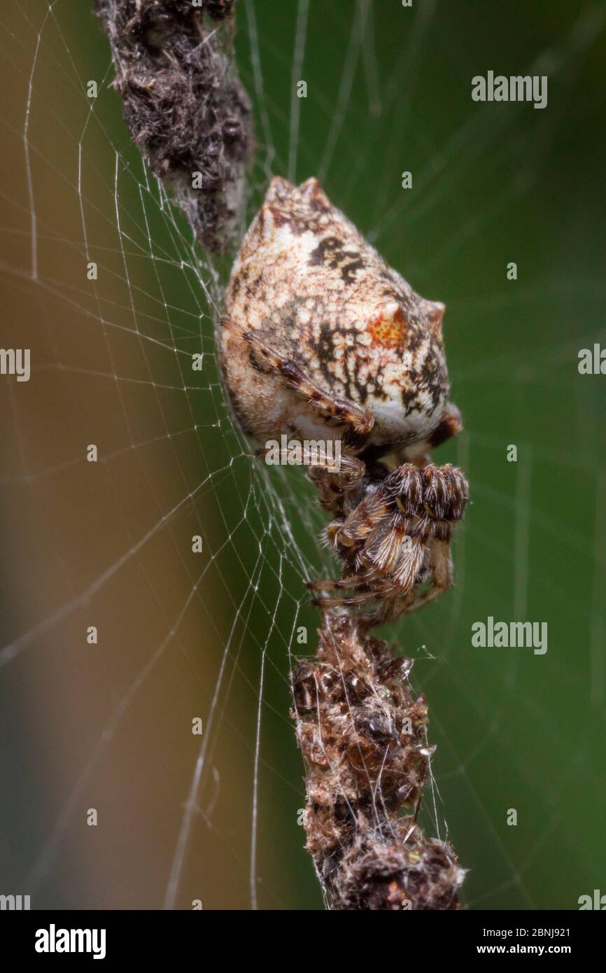 Trashline orb weaver spider (Cyclosa sp) these spiders attach a verticle line of debris (mainly food waste) to their web that they sit in the middle o Stock Photo