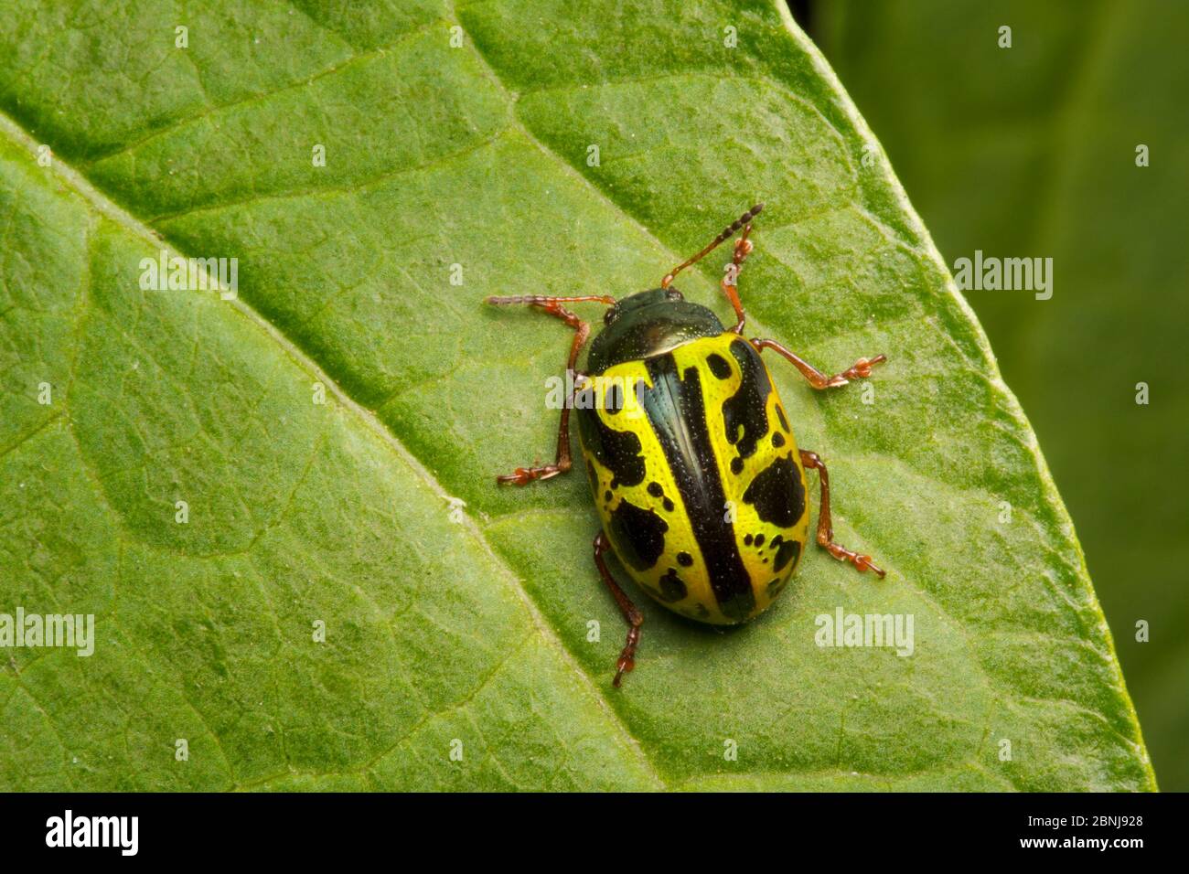 Leaf beetle (Zygogramma sp) on vegetation, San Jose, Costa Rica Stock Photo