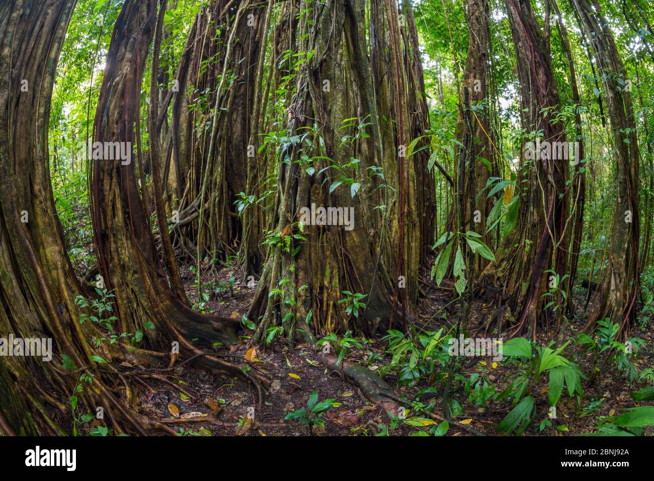 Strangler fig (Ficus zarazalensis) a species endemic to the Osa Peninsula, growing in lowland rainforest, Osa Peninsula, Costa Rica Stock Photo