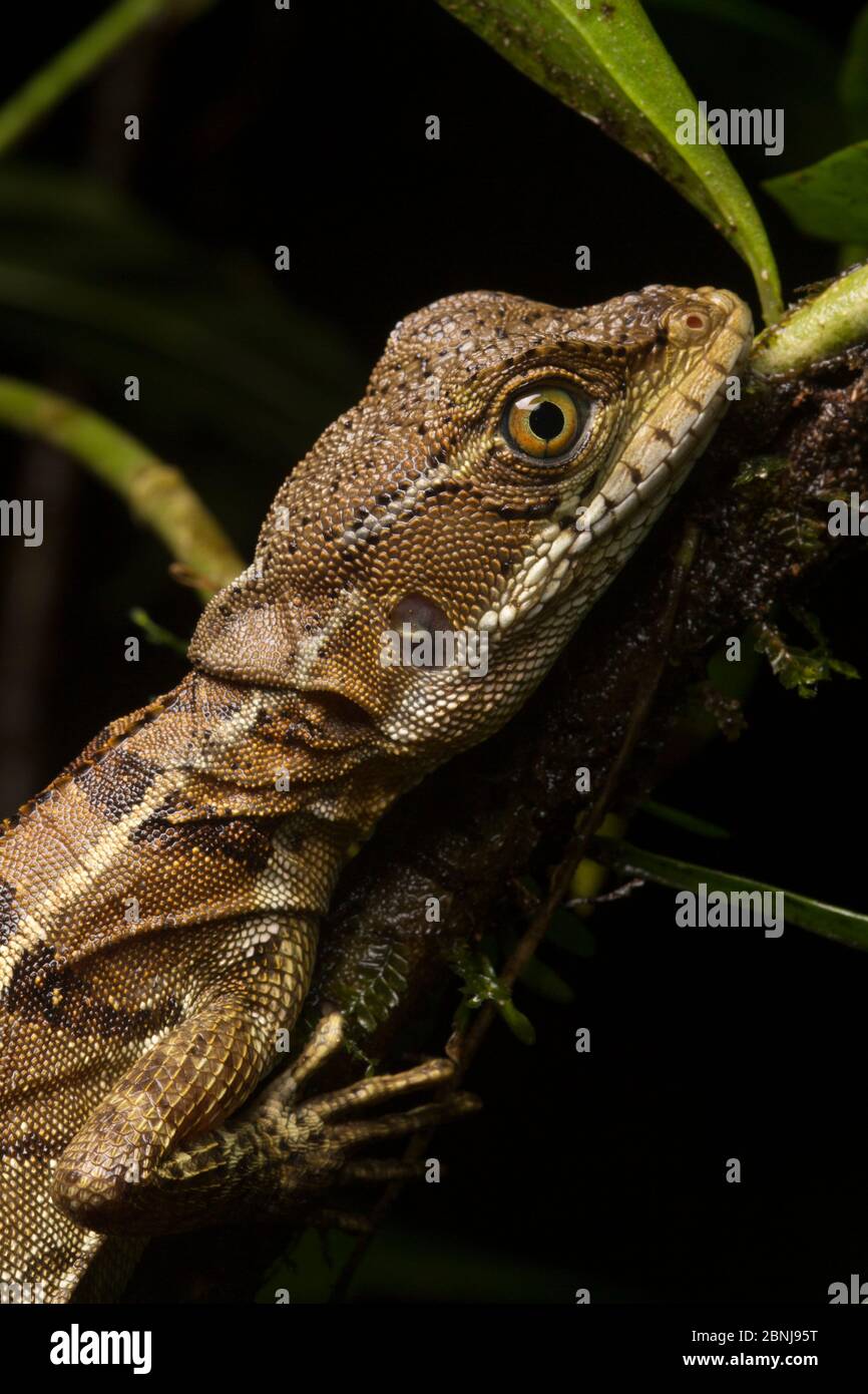 Common basilisk lizard (Basiliscus basiliscus) female at night, Osa Peninsula, Costa Rica Stock Photo