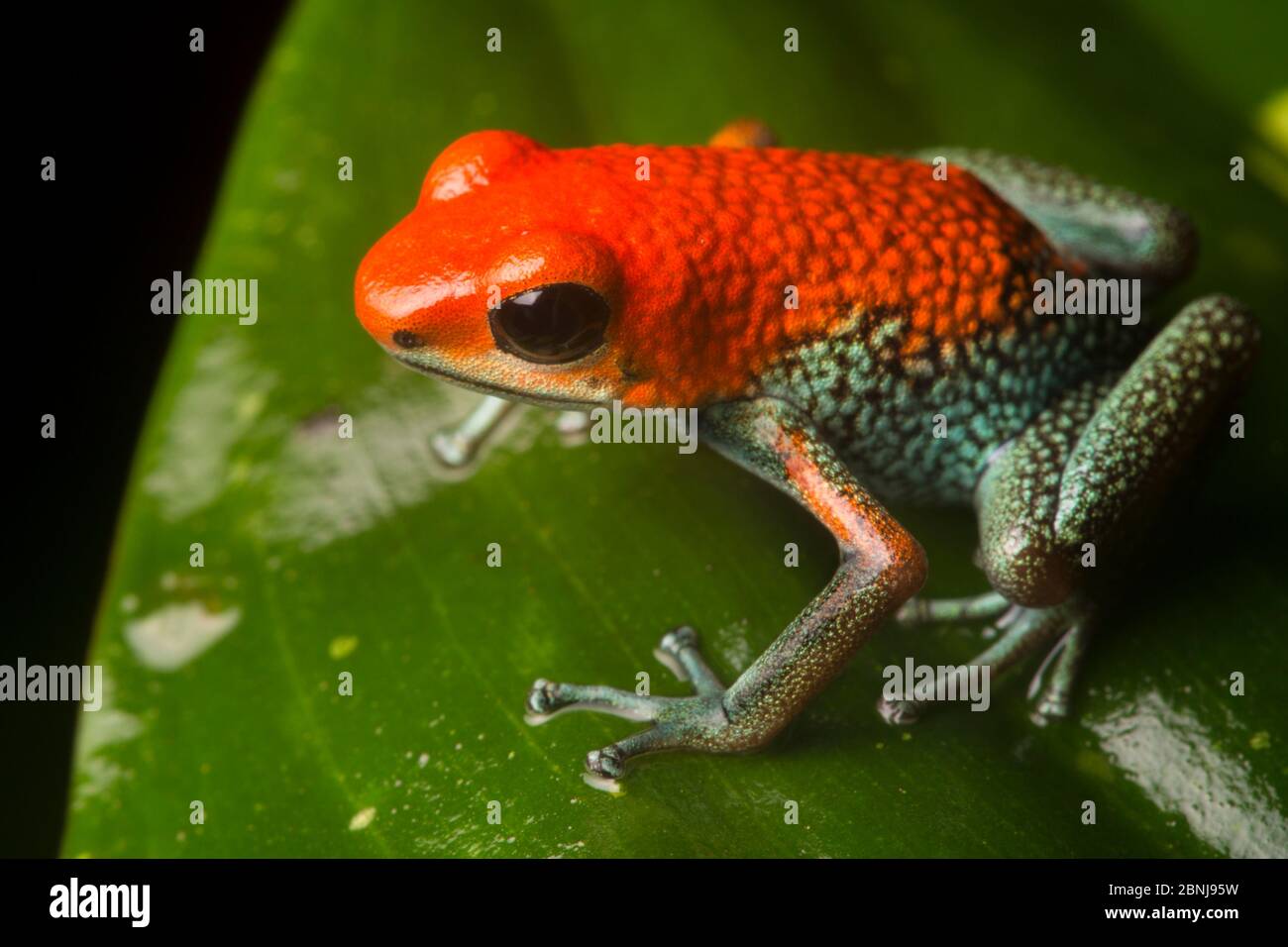 Granular poison frog (Oophaga granulifera) Osa Peninsula, Costa Rica. Vulnerable IUCN Red List species. Stock Photo