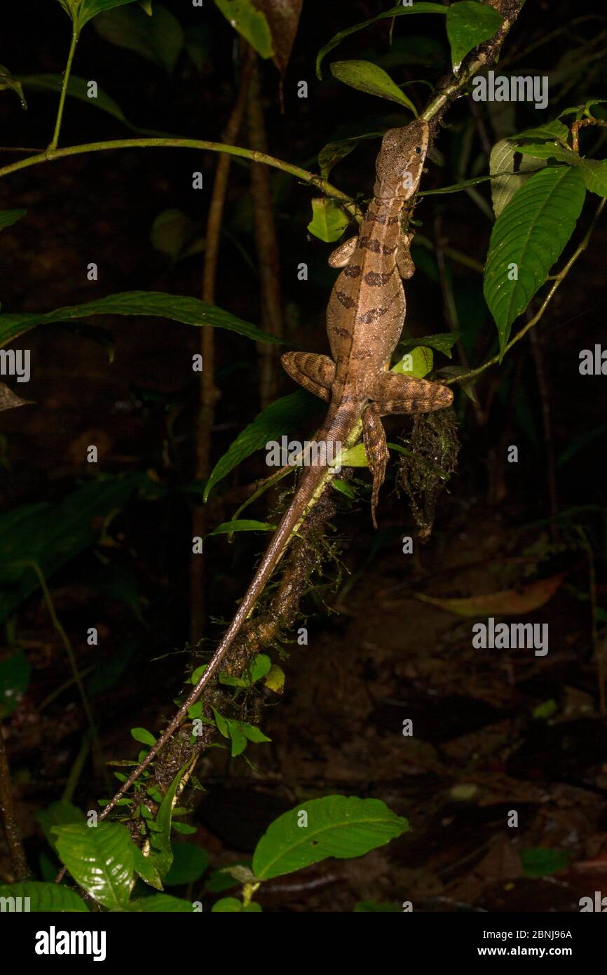 Common basilisk lizard (Basiliscus basiliscus) female at night, Osa Peninsula, Costa Rica Stock Photo