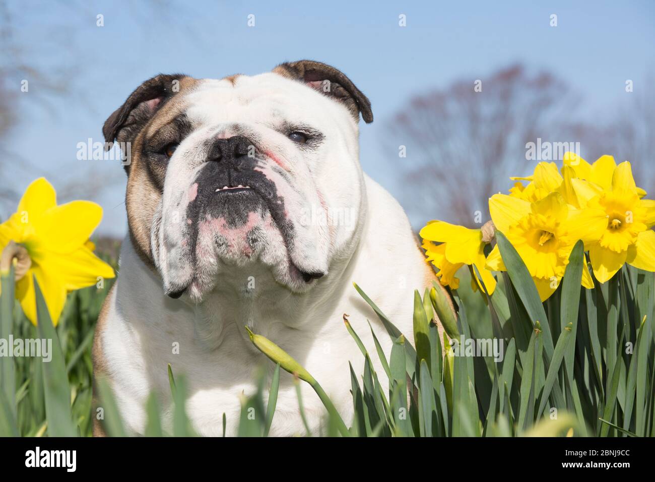 English Bulldog in daffodils, Waterford, Connecticut, USA Stock Photo
