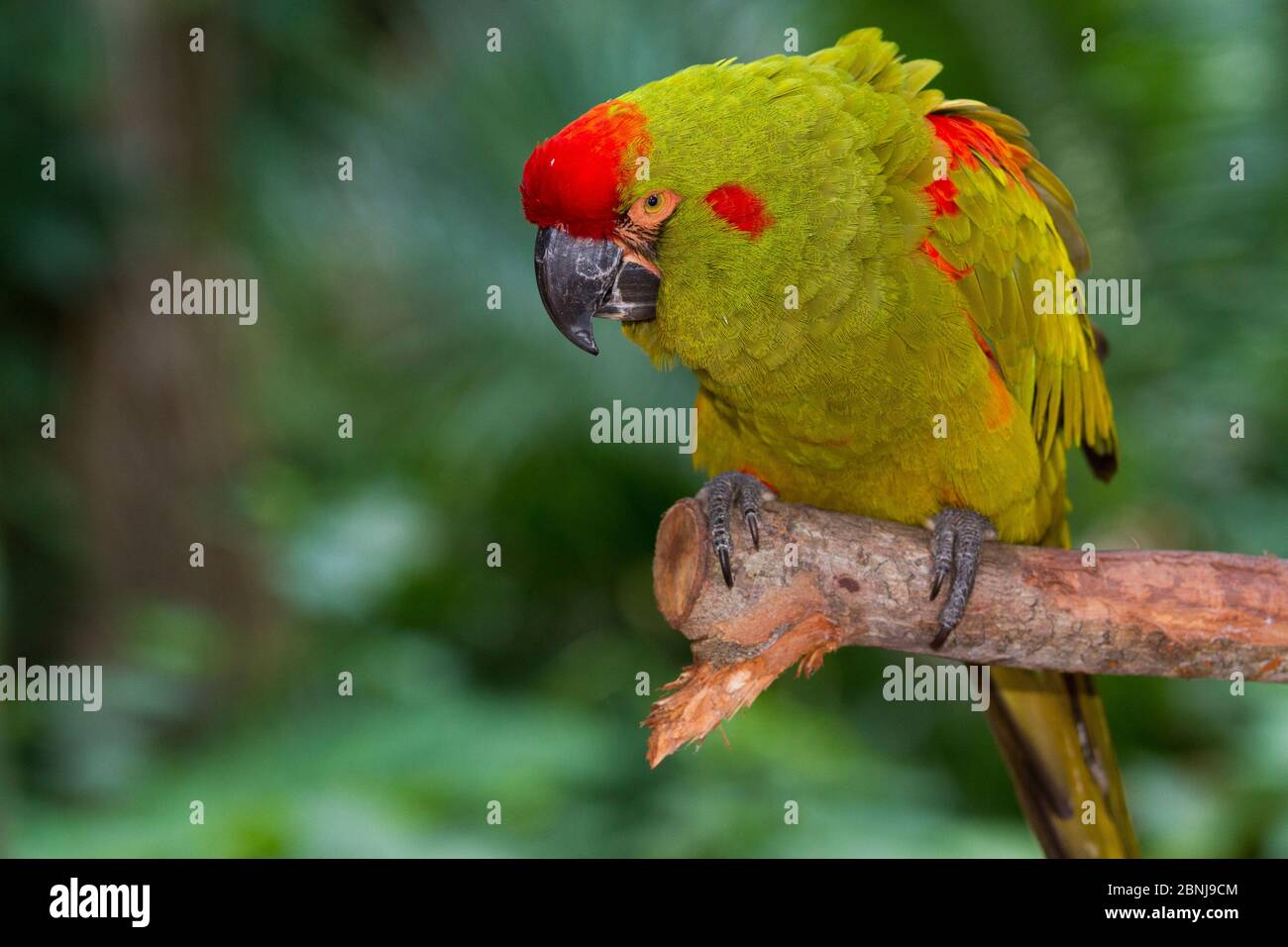 Red-fronted macaw (Ara rubrogenys) captive. Endangered species. Endemic to Bolivia Stock Photo