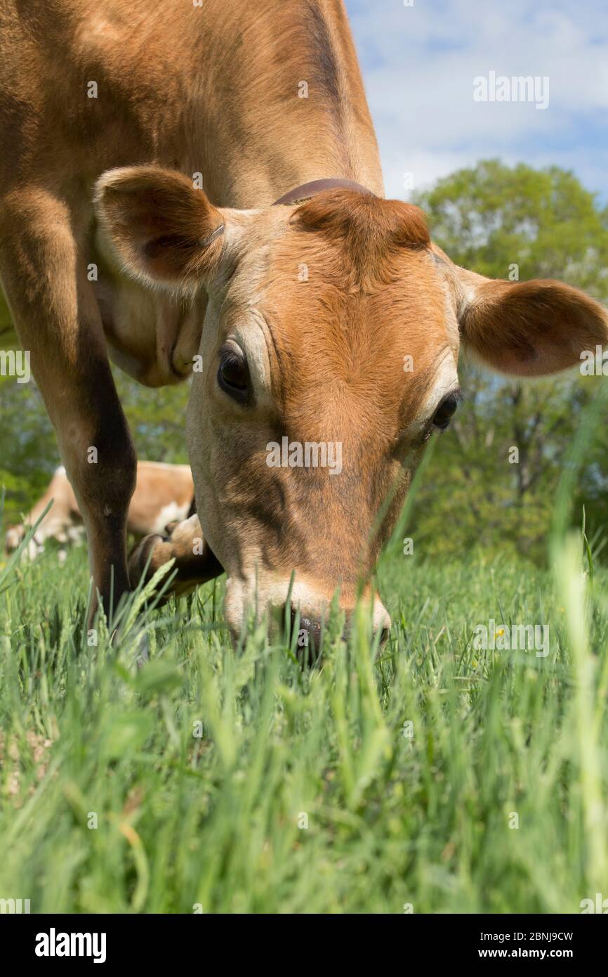 Jersey cow grazing hi-res stock photography and images - Alamy