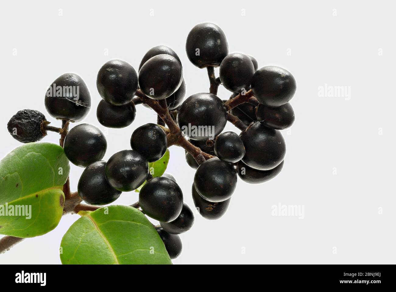 Berries, fruits of the ordinary liqueur (Lingustrum vulgare). Stock Photo