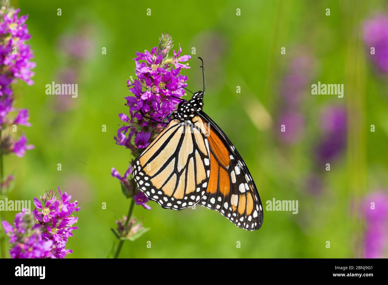 Monarch butterfly (Danaus plexippus) nectaring on Purple Loosestrife in wet meadow, East Haddam, Connecticut, USA Stock Photo