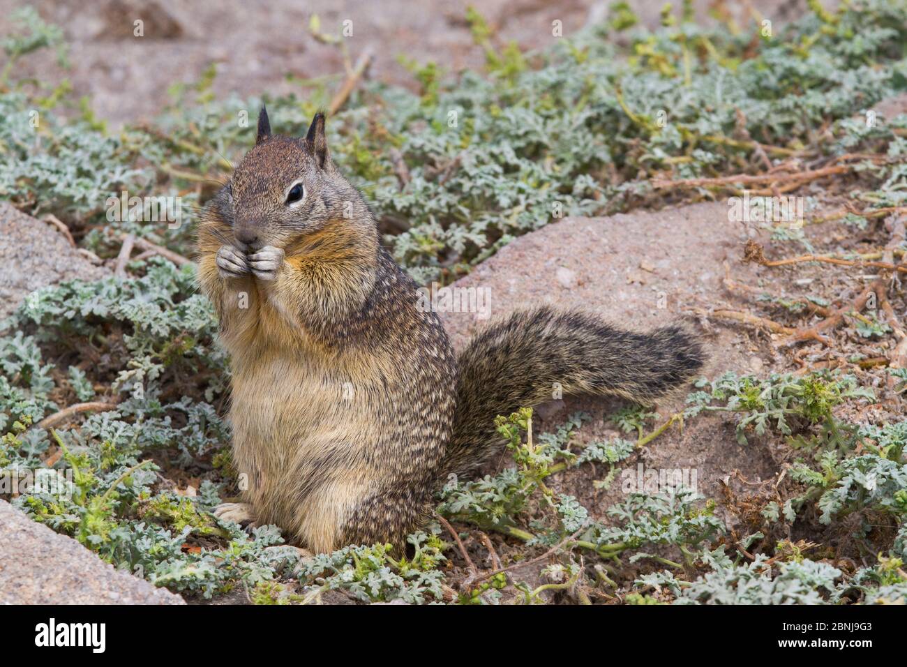 California ground squirrel (Spermophilus beecheyi) in seaside vegetation and rocks, Monterey, California, USA Stock Photo