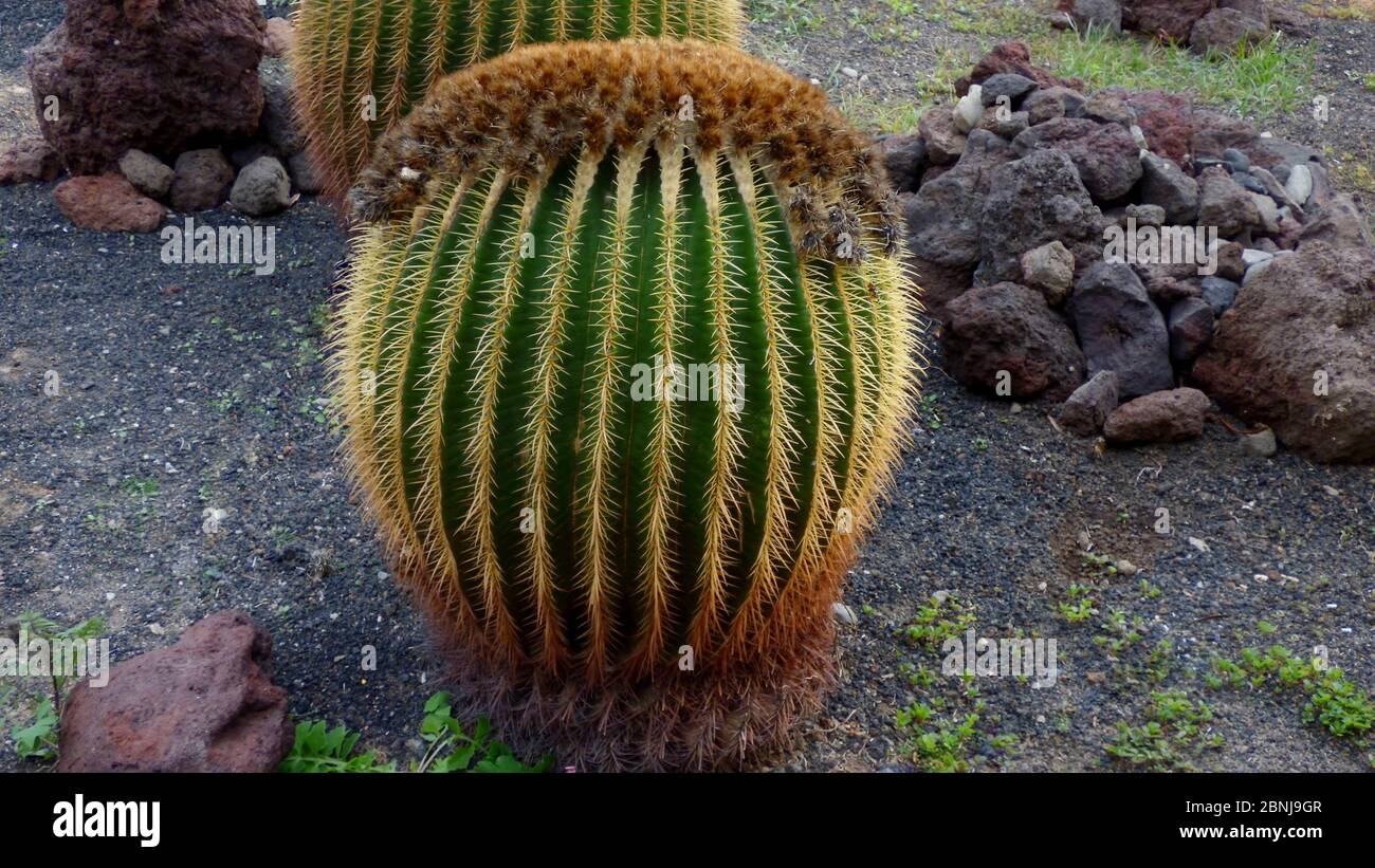 cactus vorbitor Cowboy Cacti Trio main image 0