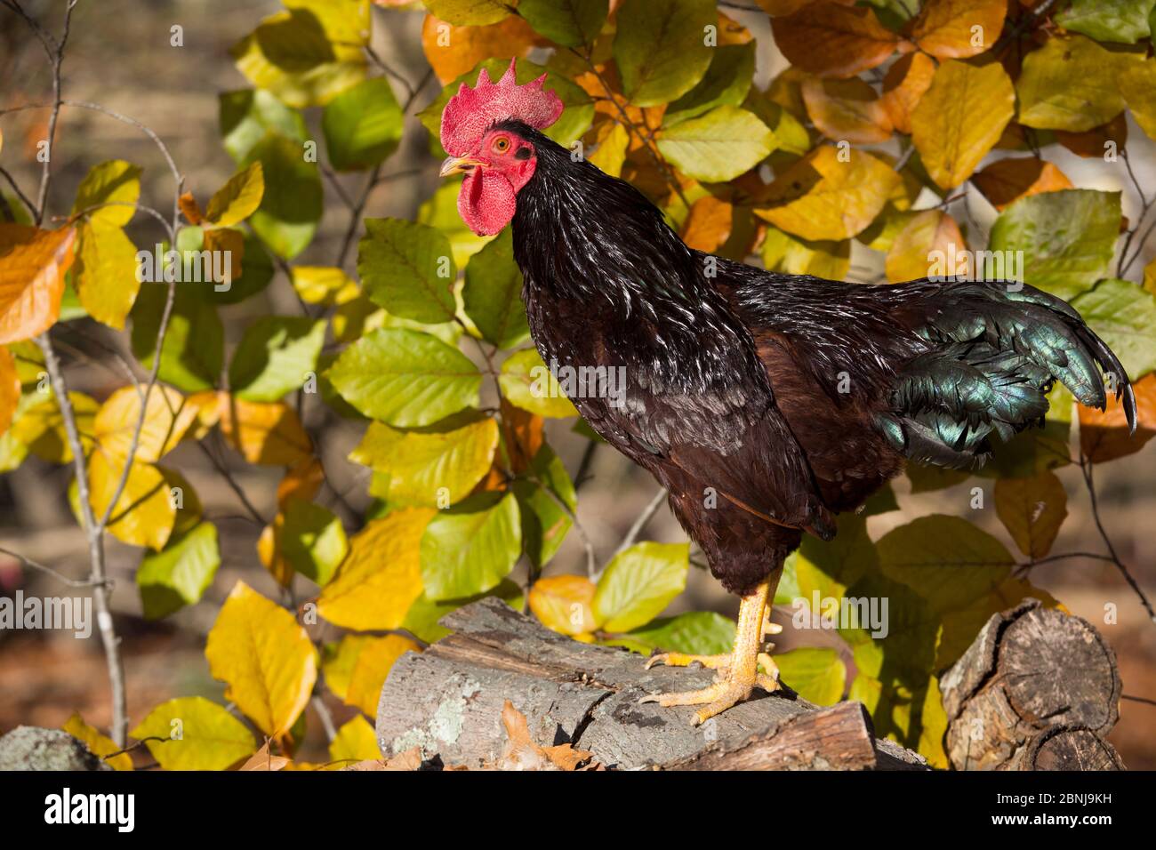 Rhode island red rooster hires stock photography and images Alamy