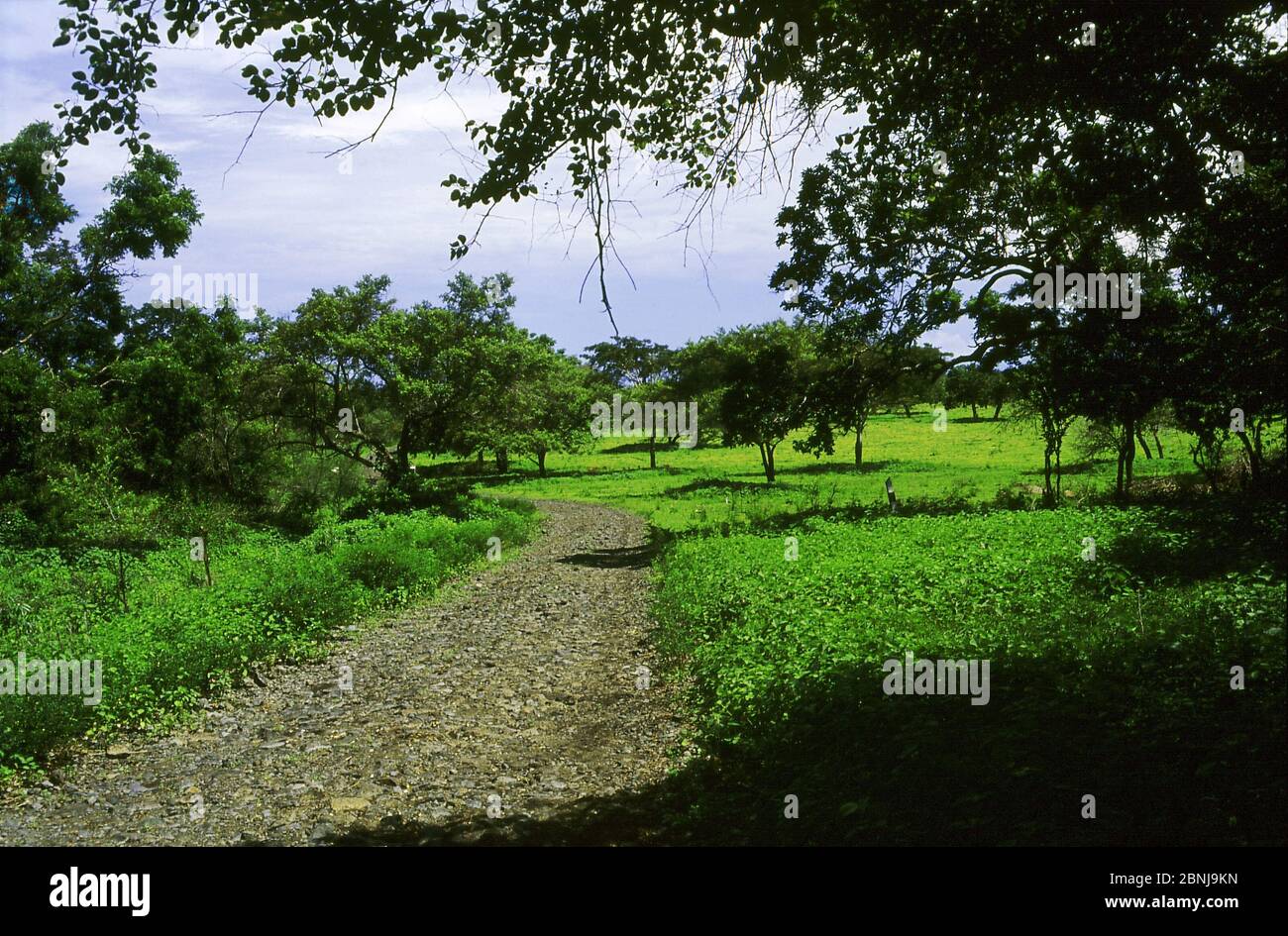 Macadam road inside Baluran National Park area, connecting Bekol savanna and Bama ecotourism station. Baluran National Park, Situbondo Regency, East Java, Indonesia. Archival image. Stock Photo