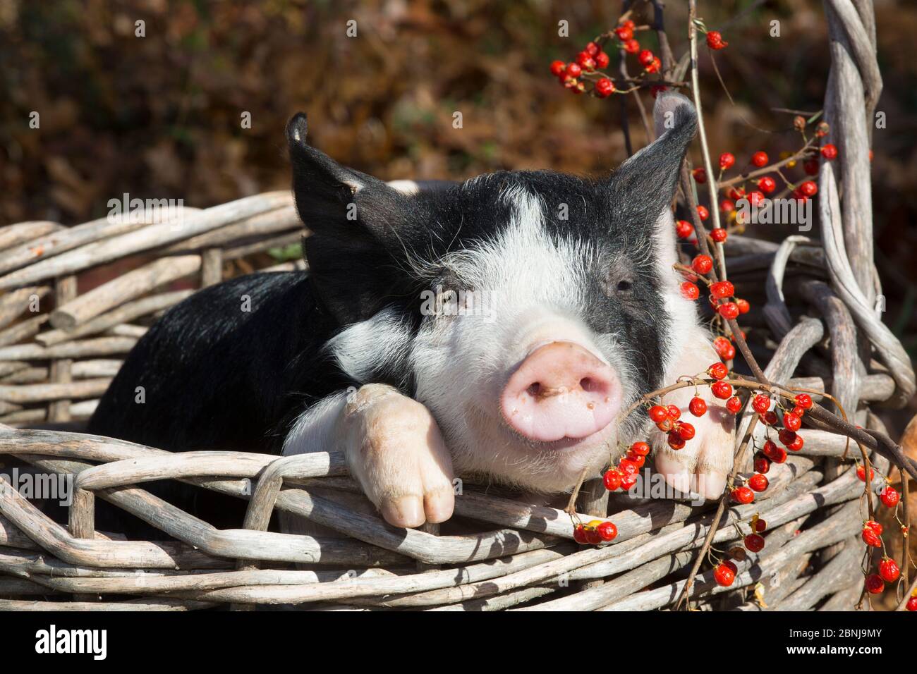 Purebred Berkshire piglet in autumn, Smithfield, Rhode Island, USA Stock Photo