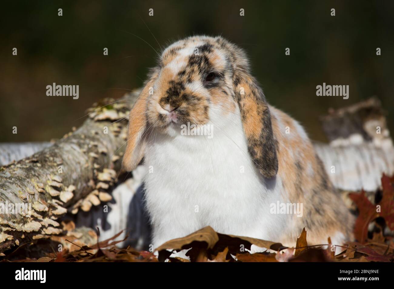 Holland Lop rabbit in oak leaves with Paper Birch log, Newington ...