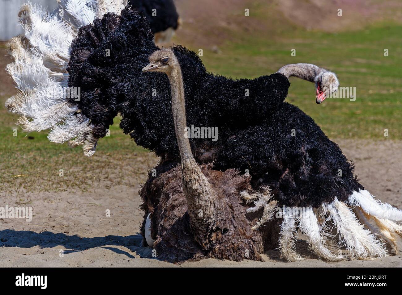 A large black EMU ostrich with a long neck has spread its wings and is mating with a female. Mating period in animals Stock Photo