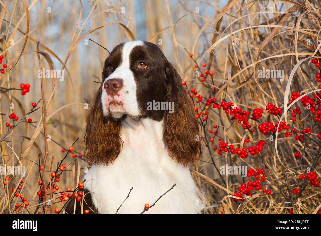 Springer sales spaniel red