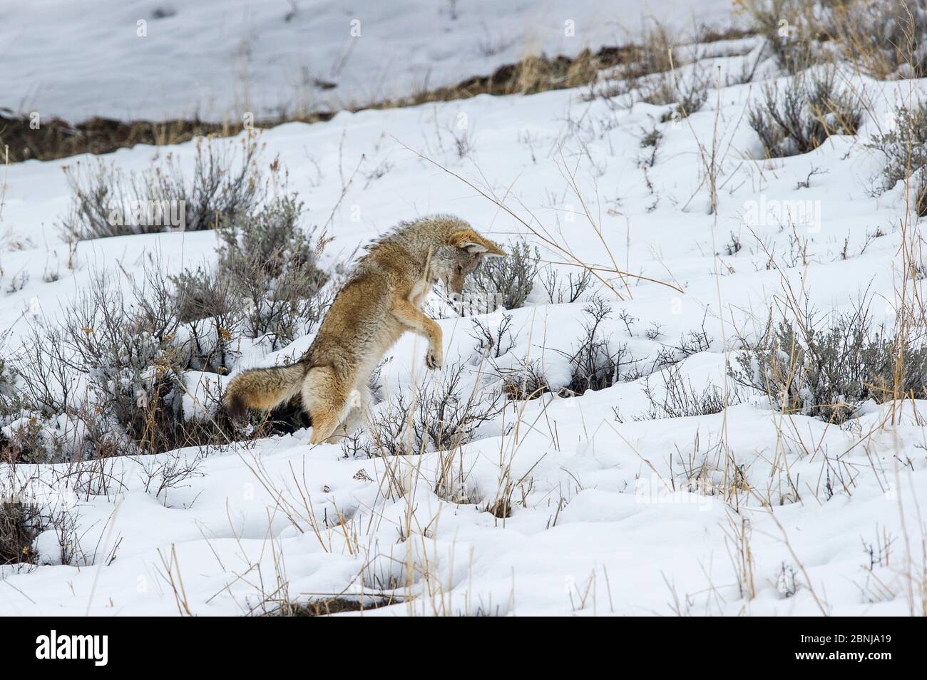 Coyote (Canis latrans) pouncing,  hunting for rodents in snow. Lamar River Valley, Yellowstone National Park, Wyoming, USA. Stock Photo