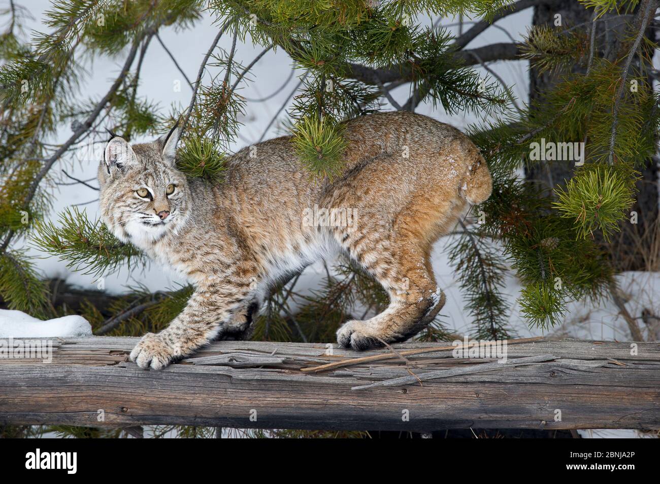 North American bobcat (Lynx rufus) scratching / sharpening its claws on fallen tree trunk. Madison River Valley, Yellowstone National Park, Wyoming, U Stock Photo
