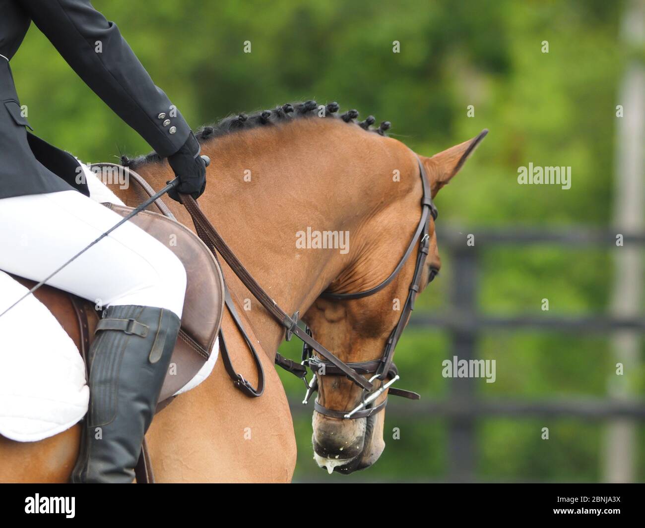 A close up shot of the neck and head of a horse during a dressage test