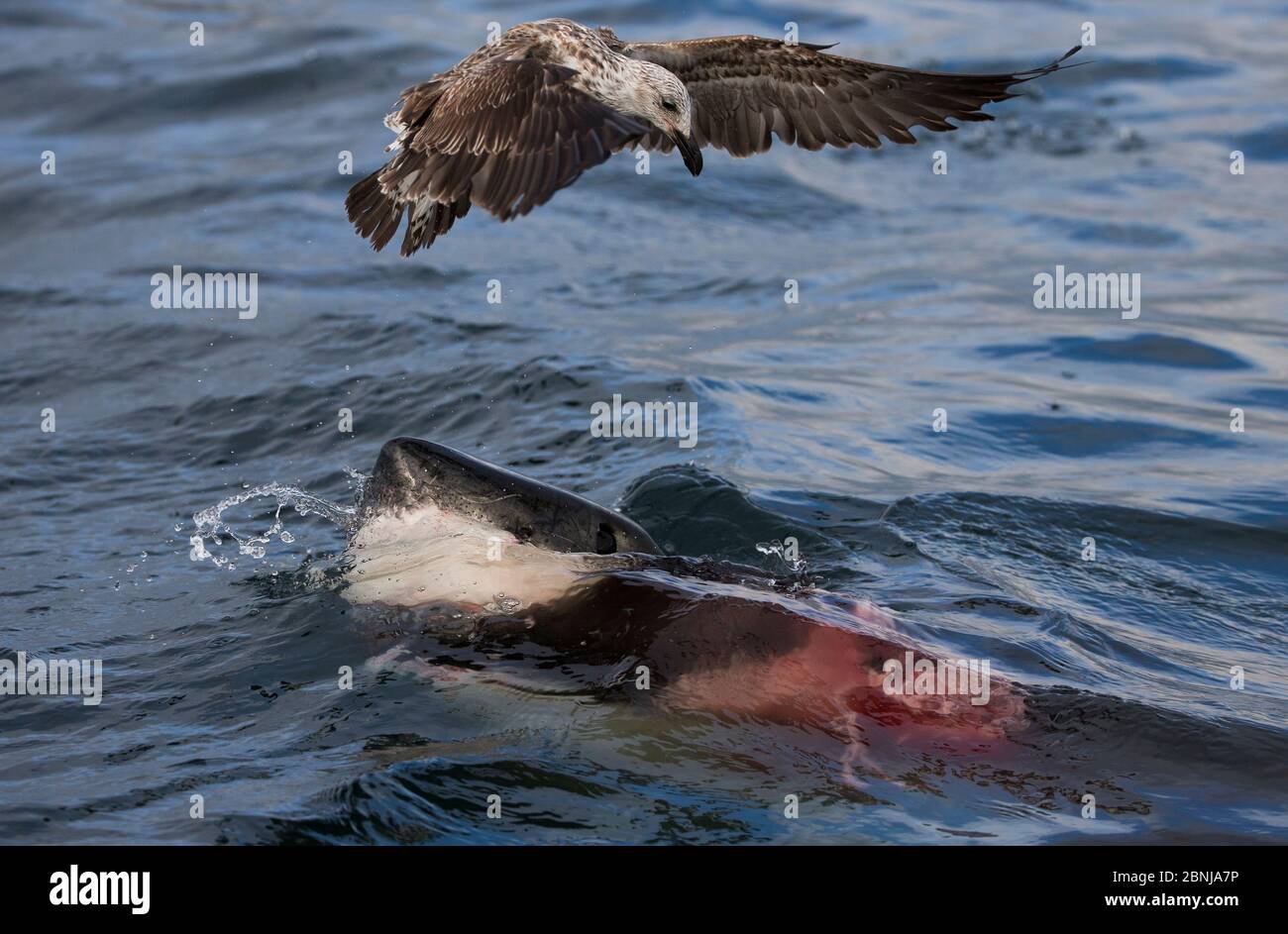 Great white shark (Carcharodon carcharias) which is eating a Cape fur seal under the water, with a Kelp gull (Larus dominicanus) flying over to scaven Stock Photo