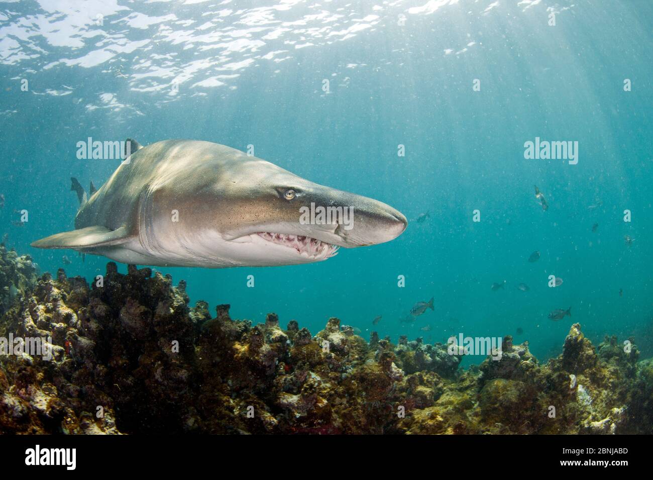 Ragged tooth shark (Carcharias taurus), De Hoop Nature Reserve, South Africa, March. Stock Photo