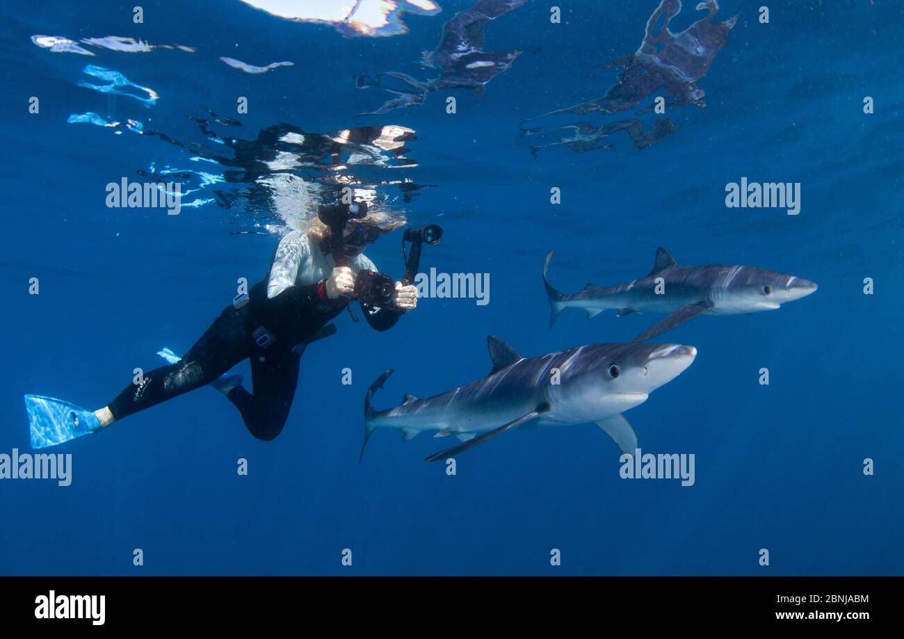 Blue shark (Prionace glauca), with diver, Cape Point, South Africa, February. Stock Photo