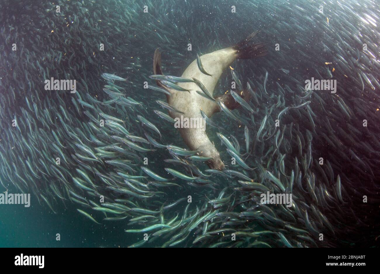 Afro australian fur seal group hires stock photography and images Alamy