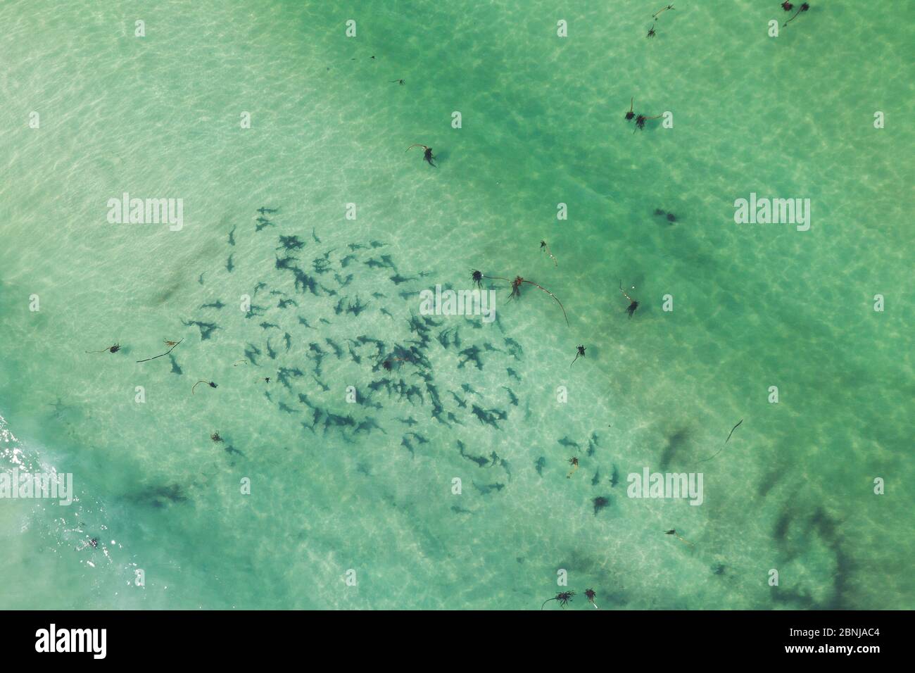 Aerial view of Spotted gulley shark (Triakis megalopterus), social aggregation, Cape Point, South Africa, April. Stock Photo
