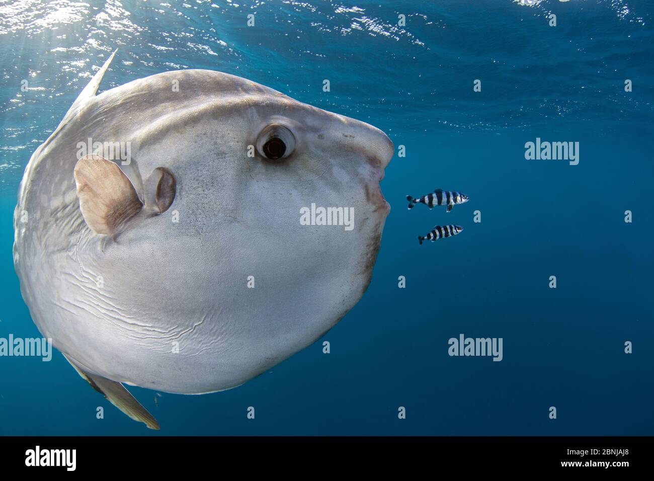 Sunfish (Mola mola) at Cape Point, South Africa. Stock Photo