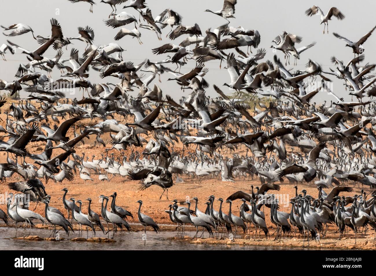 Demoiselle cranes (Anthropoides virgo) flocks flying over pond. Khichan, Western Rajasthan, India. February. Stock Photo