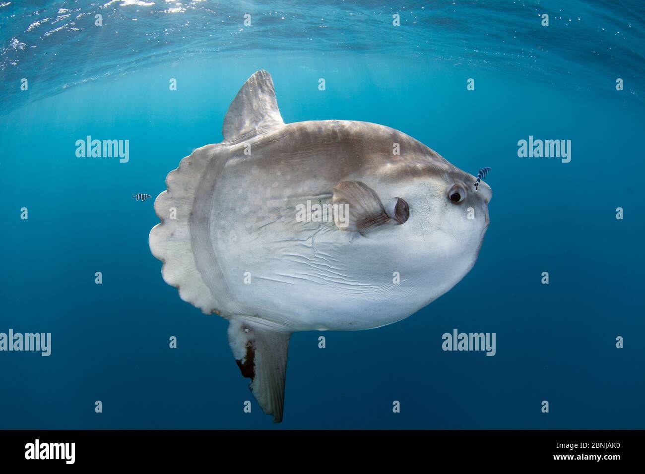 Sunfish (Mola mola) at Cape Point, South Africa. Stock Photo