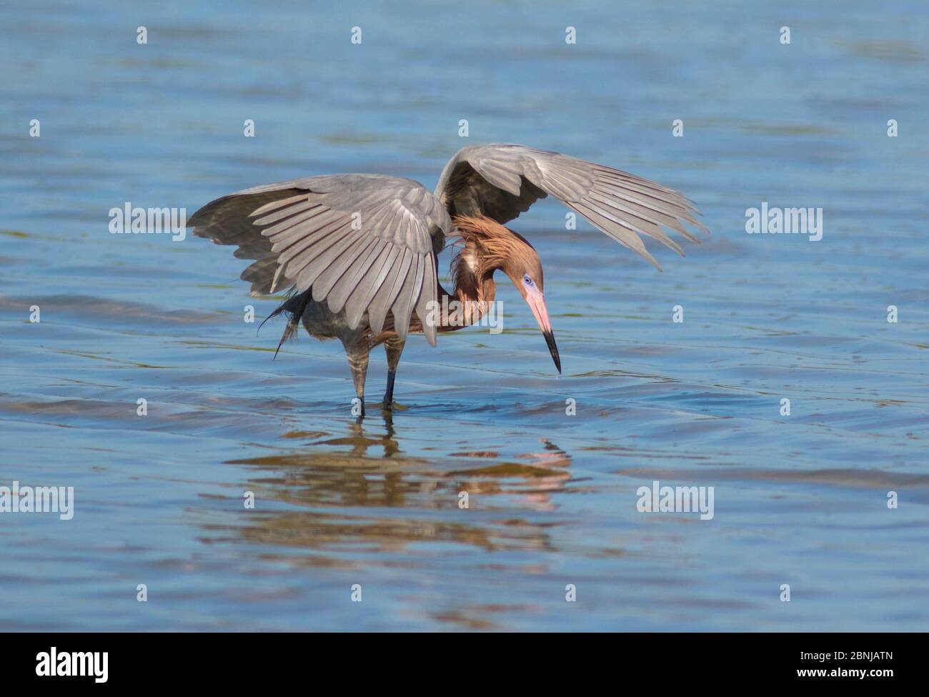 Reddish Egret (Egretta rufescens) dark morph, breeding plumage, with outspread wings looking for fish, Fort De Soto Park, Florida, USA Stock Photo