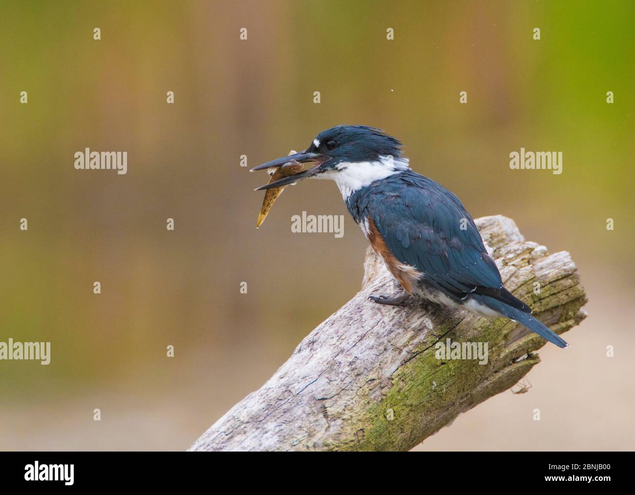 Belted Kingfisher (Ceryle alcyon) female with a fish (Round Goby), Lansing, New York, USA Stock Photo