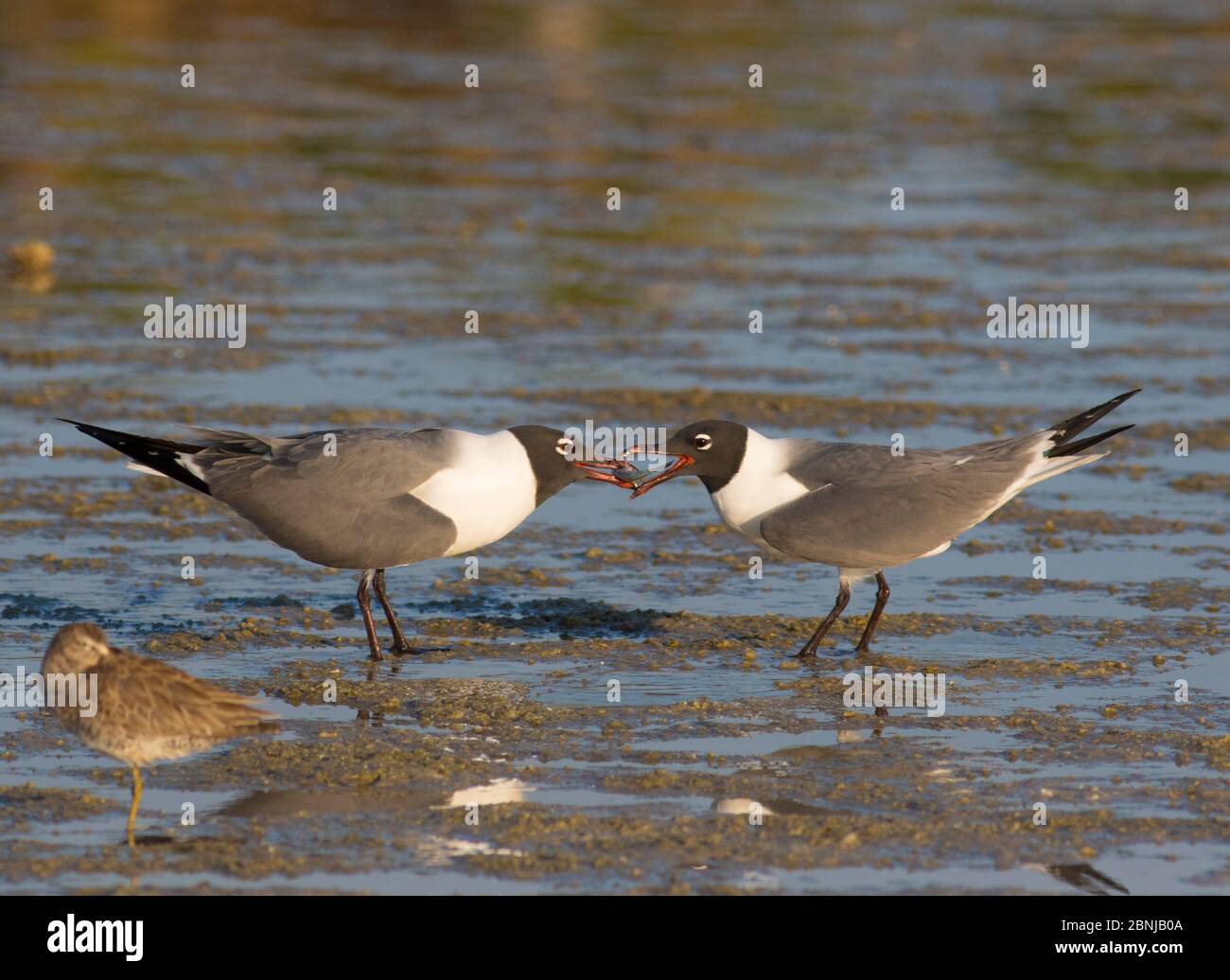 Laughing Gulls (Larus atricilla), courting pair, one offers fish to its mate, Fort De Soto Park, Florida, USA Stock Photo