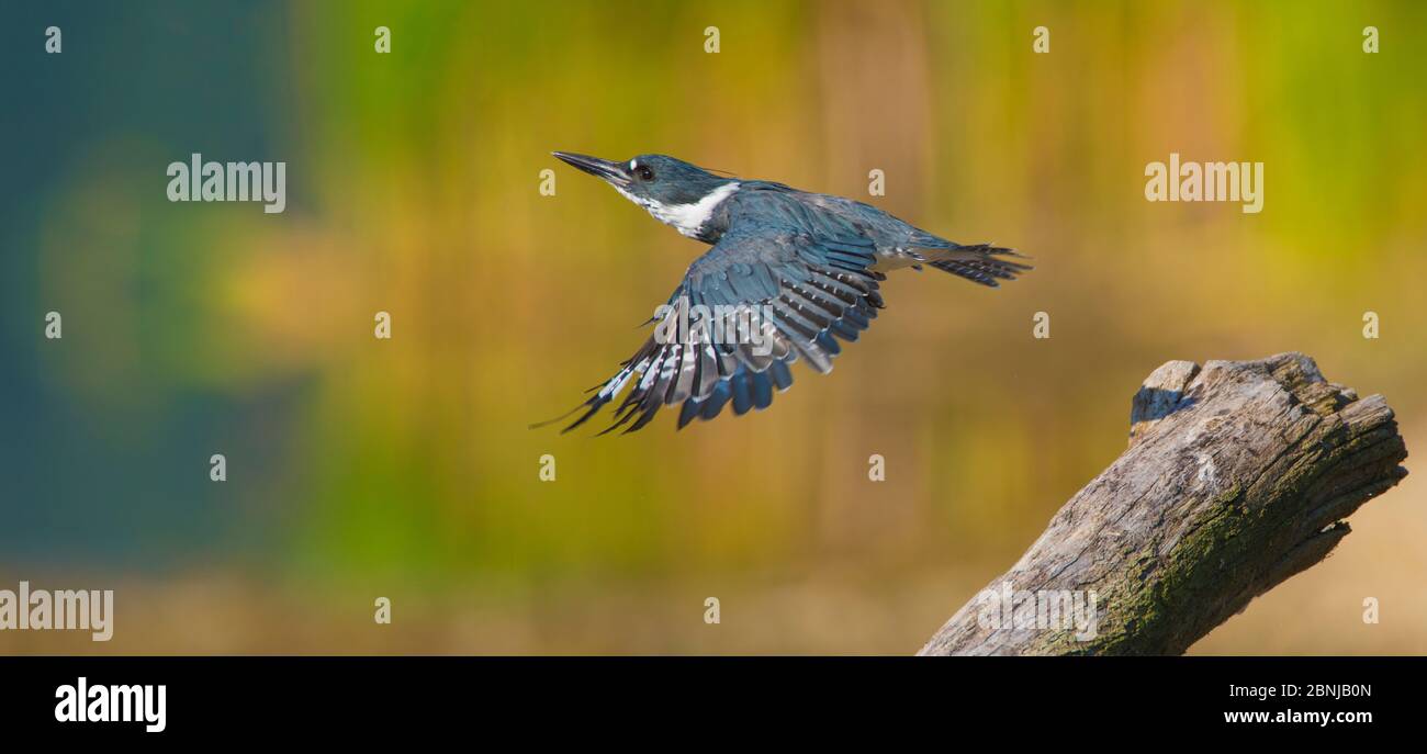 Belted kingfisher (Ceryle alcyon) female taking flight from perch, Lansing, New York, USA. Digital composite. Stock Photo