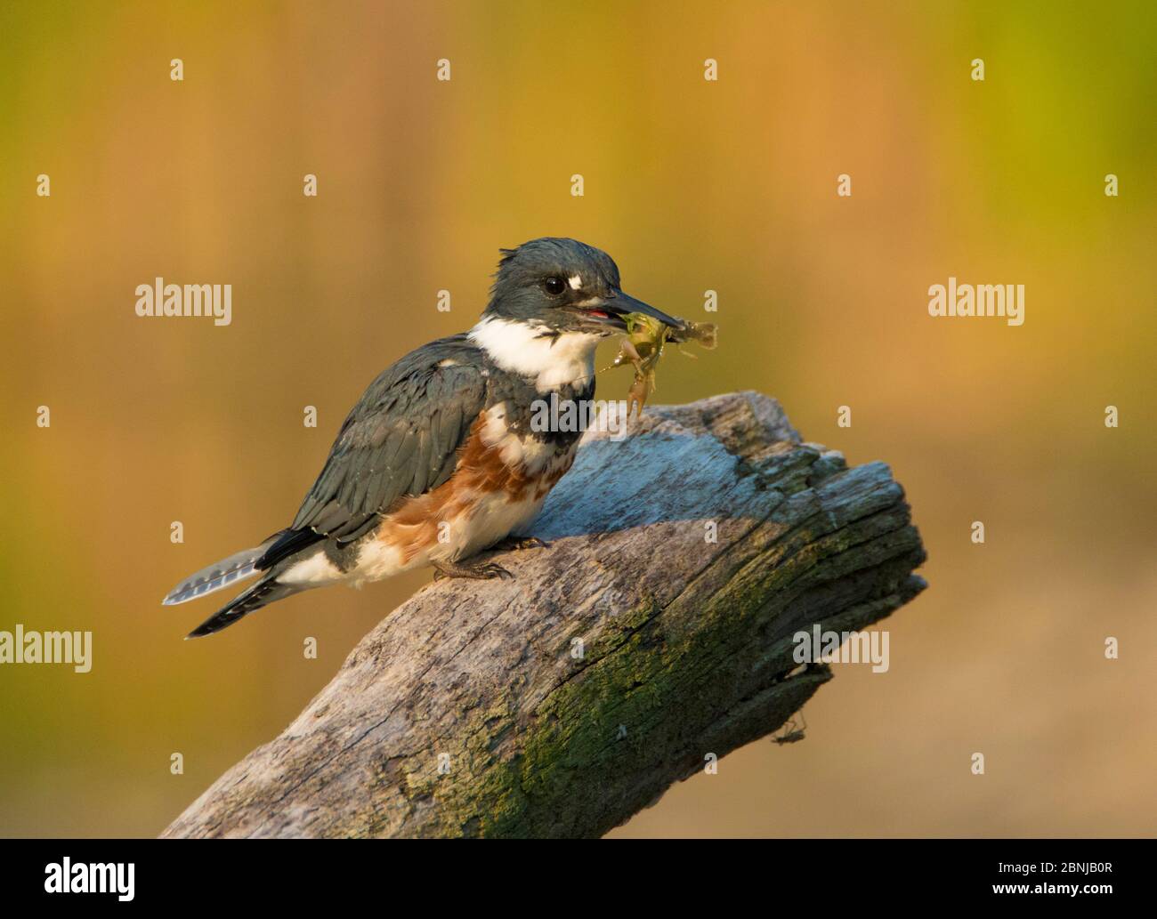 Belted Kingfisher (Ceryle alcyon) female holding prey (crayfish) in her bill, New York, USA Stock Photo