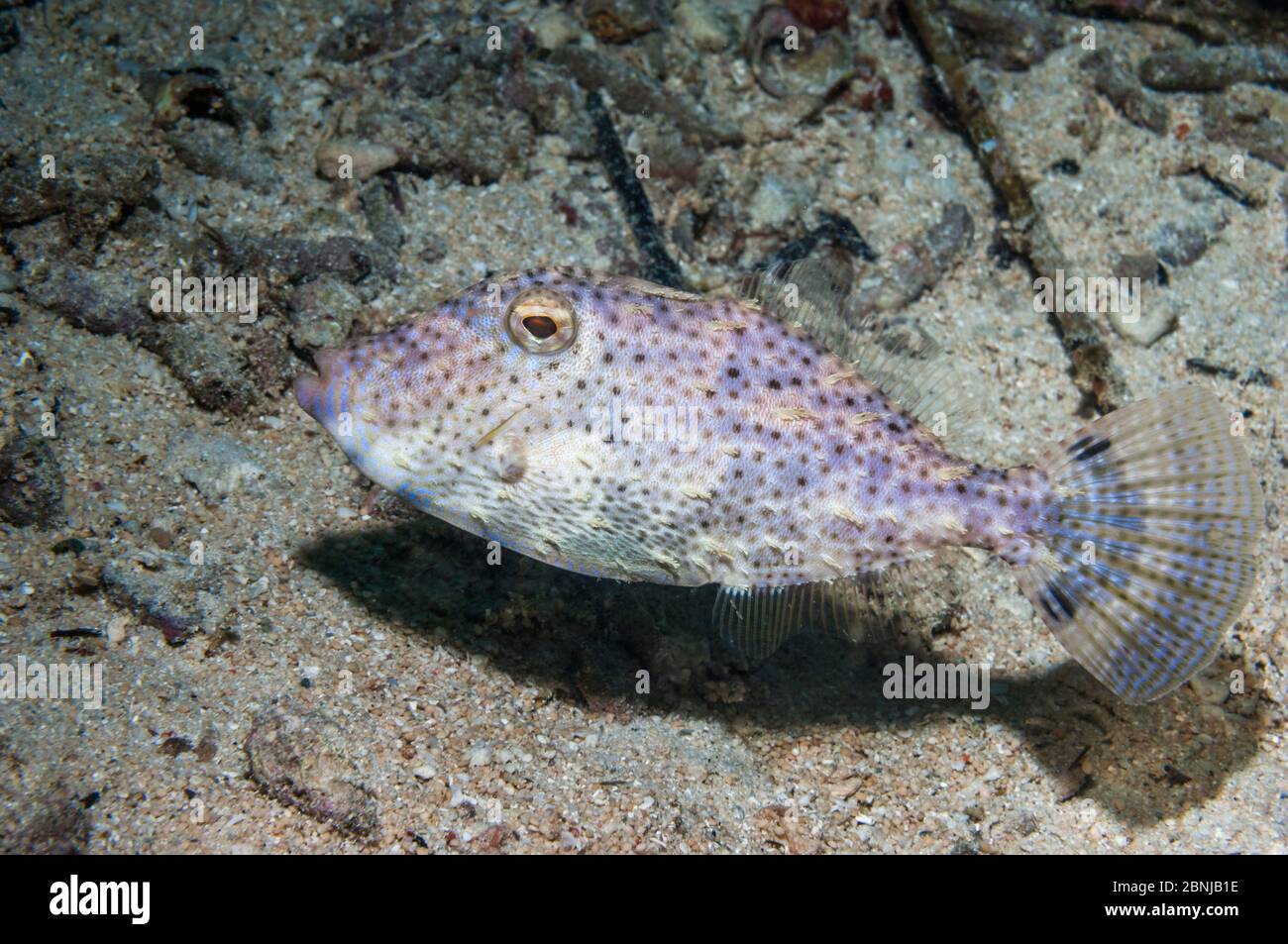 Weedy filefish (Chaetoderma penicilligera)  Lembeh Strait, North Sulawesi, Indonesia. Stock Photo