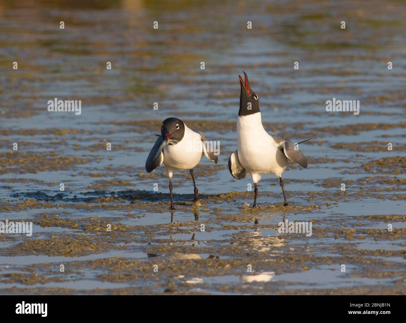 Laughing Gulls (Larus atricilla), courting pair, one on right is begging for the fish its mate is carrying, Fort De Soto Park, Florida, USA, March. Stock Photo