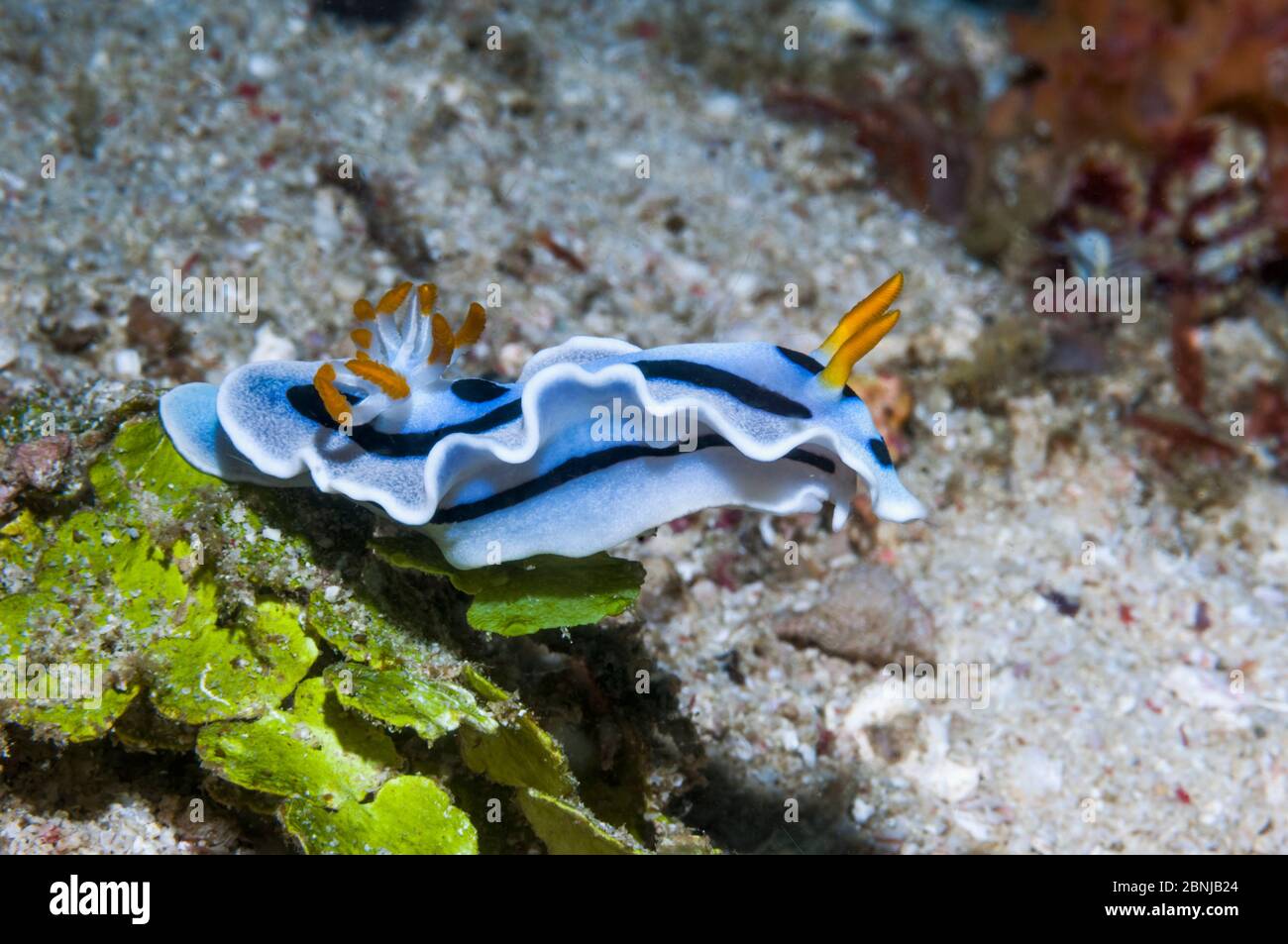 Nudibranch (Glossodoris dianae) West Papua, Indonesia. Stock Photo