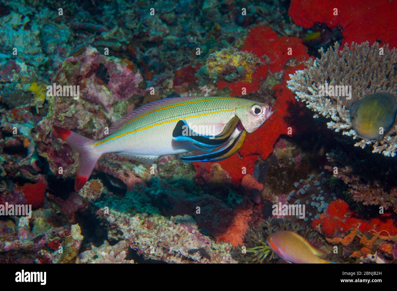 Doublelined fusilier (Pterocaesio digramma) with two Cleaner wrasses (Lutjanus dimidiata) inside its gill, West Papua, Indonesia. Stock Photo