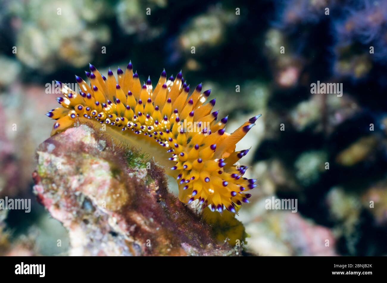 Nudibranch (Janolus sp) Rinca, Indonesia.  (Digital capture) Stock Photo