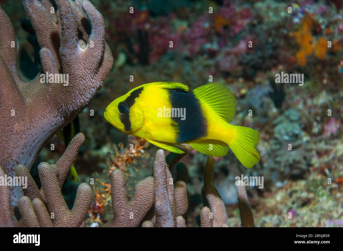 Two-banded soapfish (Diploprion bifasciatum) West Papua, Indonesia. Stock Photo