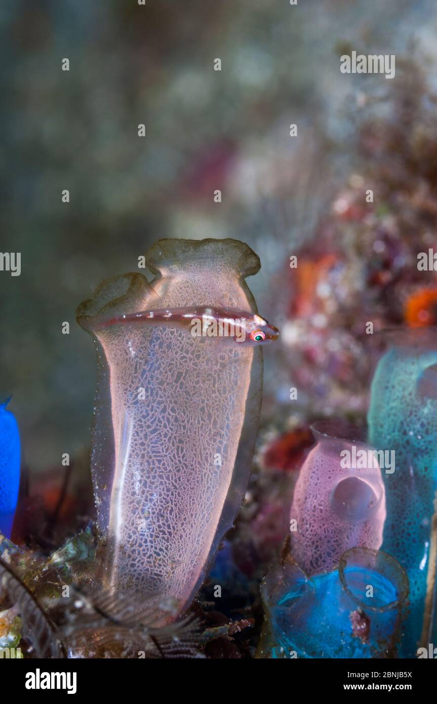 Blue club sea squirt (Rhopalaea crassa) with a small Goby, unknown species.  West Papua, Indonesia. Stock Photo