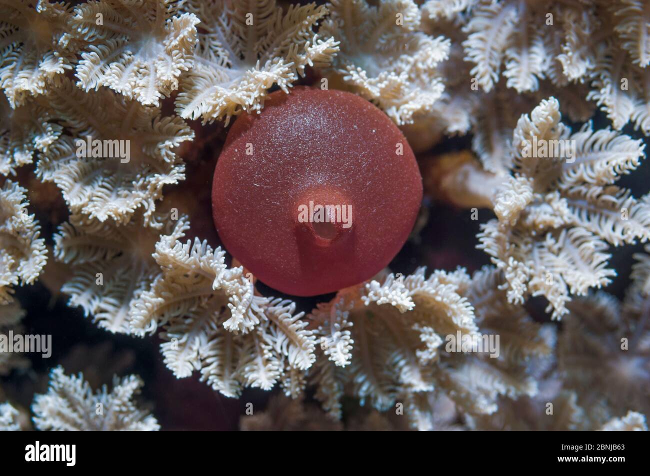 Calcareous sponge (Pericharax sp) Lembeh, North Sulawesi, Indonesia. Stock Photo