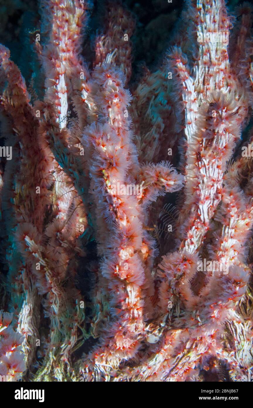 Coral worms (Filograna implexa / Serpulidae).  A colonial species of worm that builds irregular masses of calcareous tube.  West Papua, Indonesia. Stock Photo