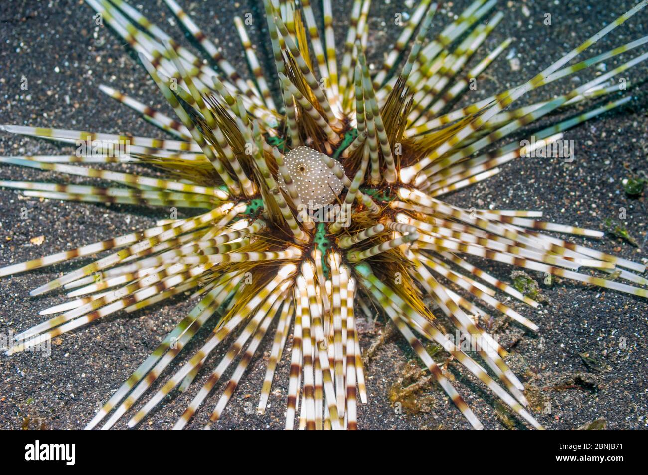Urchin (Echinothrix calamaris) Indonesia. Stock Photo