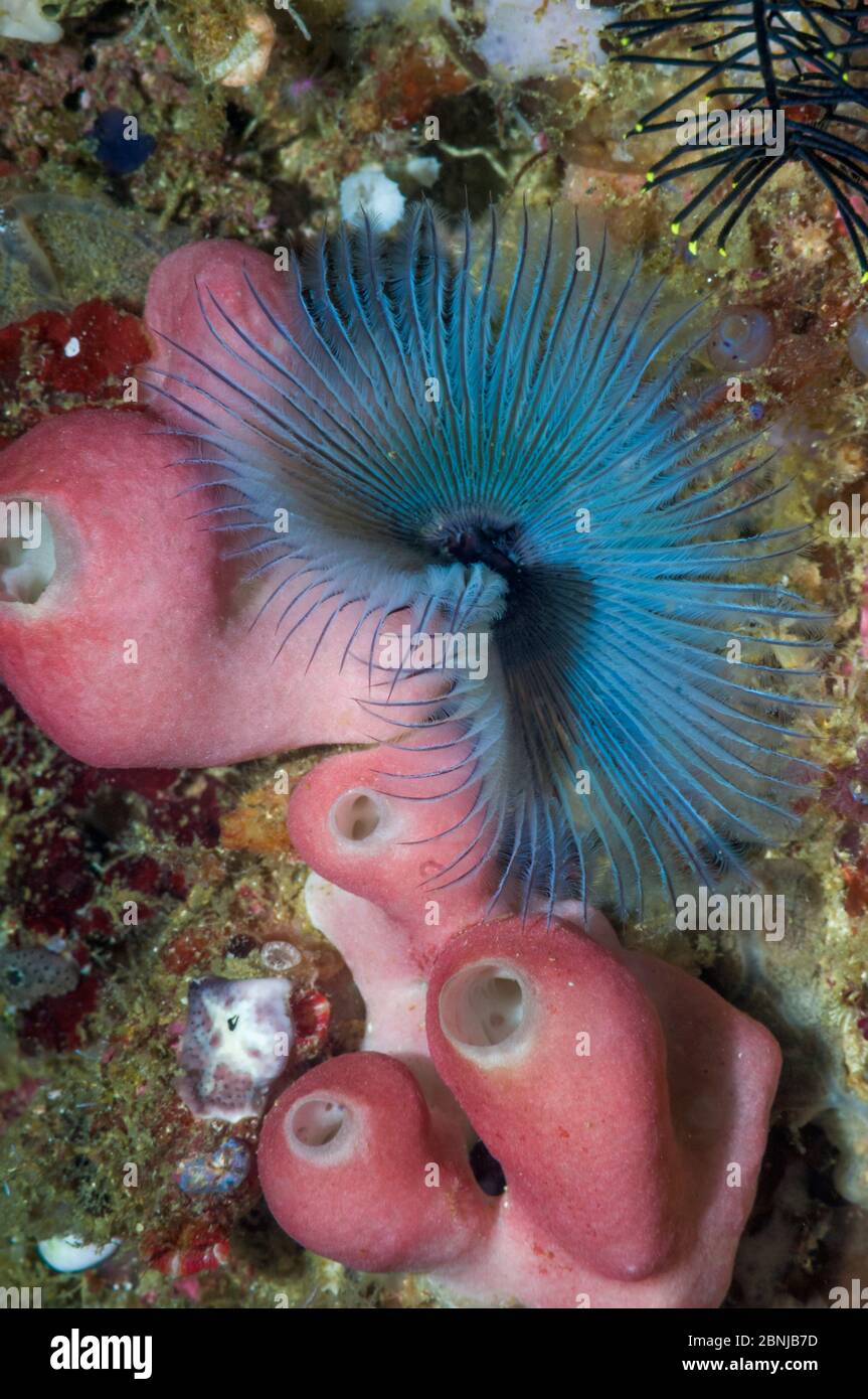 Fan worm (Sabella sp) and unknown sponge, Raja Ampat, West Papua, Indonesia. Stock Photo