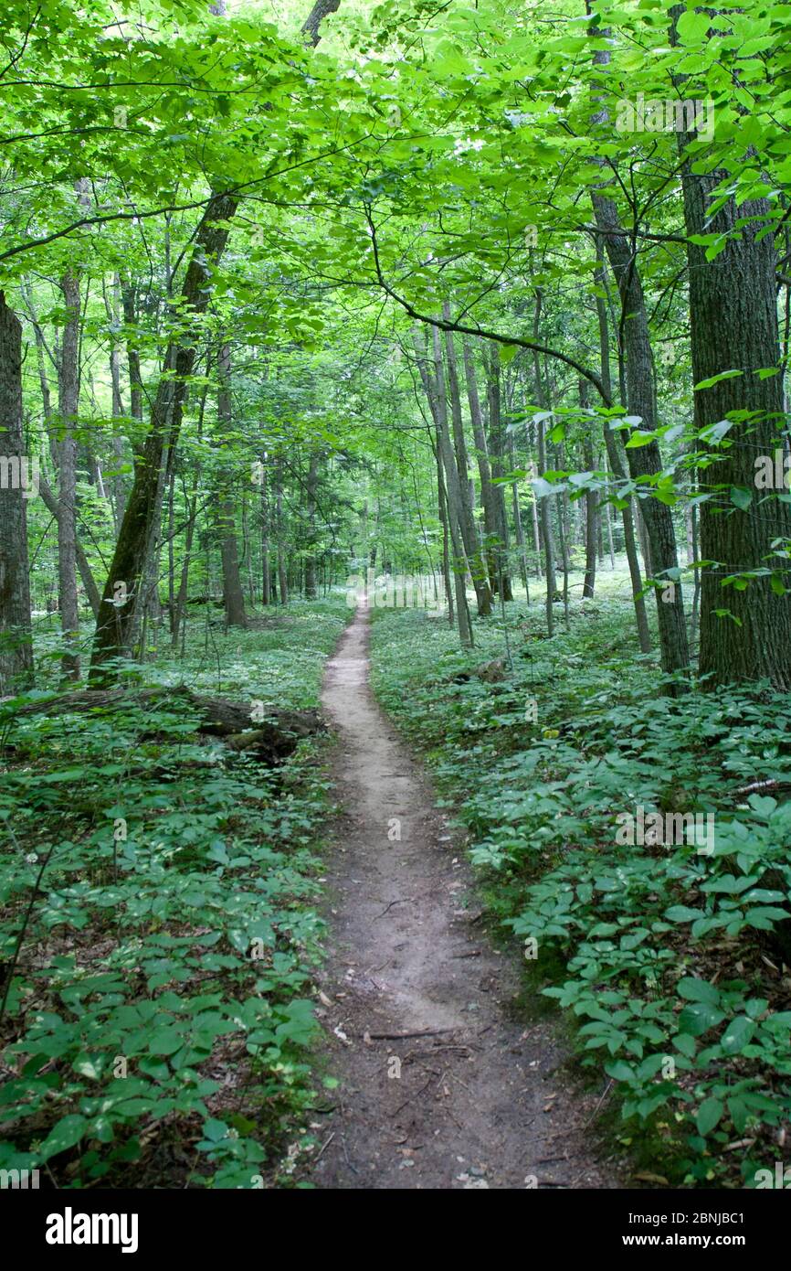 Forest trail, Sleeping Bear Dunes National Park, Glen Arbor, Michigan