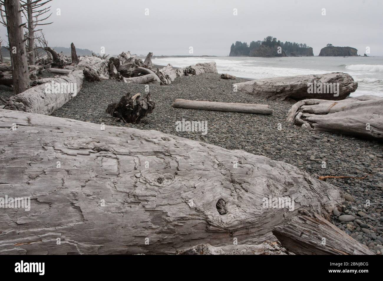 Driftwood logs, Pacific coast beach, Olympic National Park, UNESCO World Heritage Site, Washington State, United States of America, North America Stock Photo