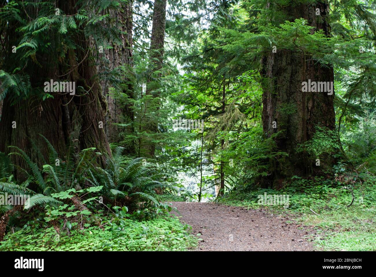 Forest path, Olympic National Park, UNESCO World Heritage Site, Washington State, United States of America, North America Stock Photo