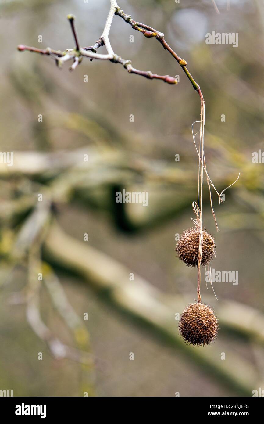 Seed balls of the London Plane tree (Platanus spp.) hanging from leafless twigs near Bristol, UK, March. Stock Photo